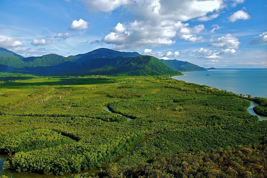 Aerial view of lush coastal rainforest meeting the sea